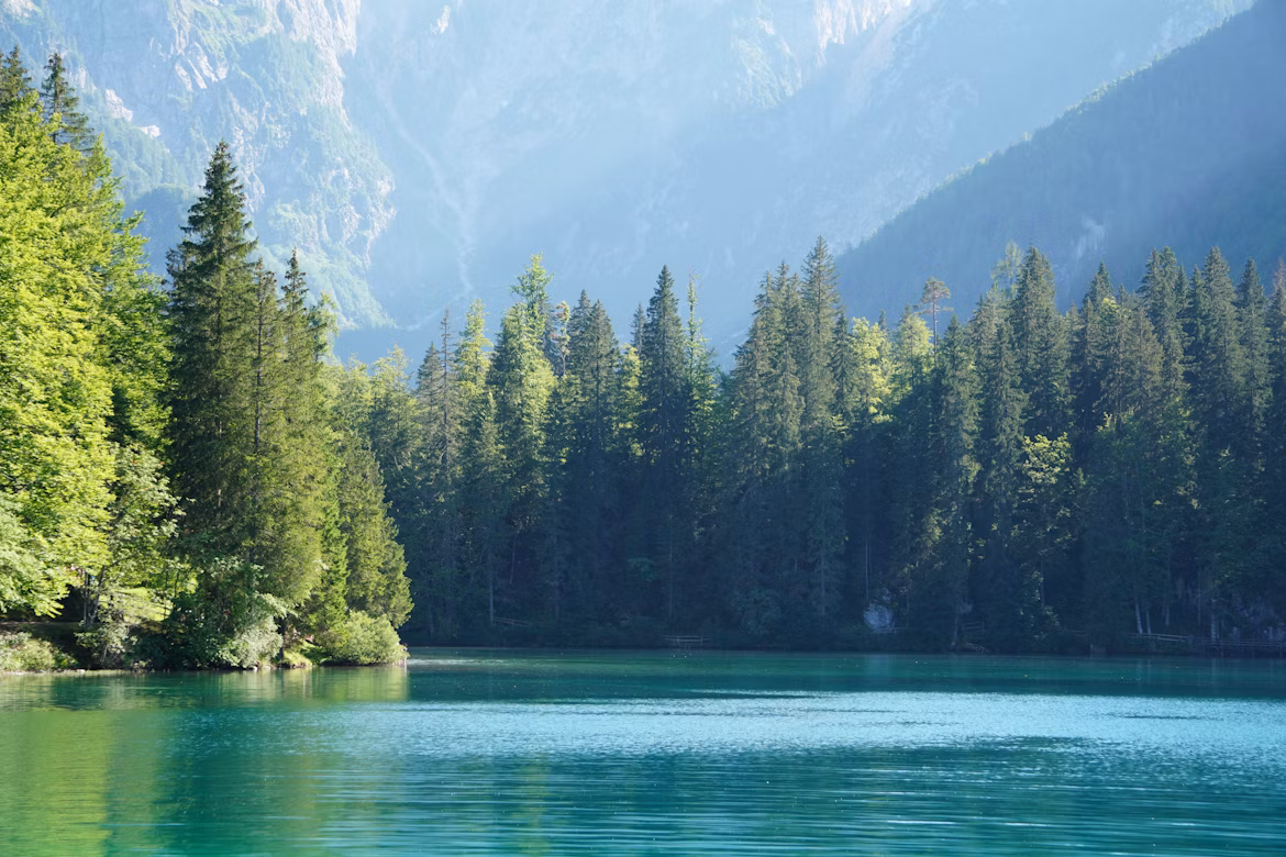 Bosque junto a un lago de montaña